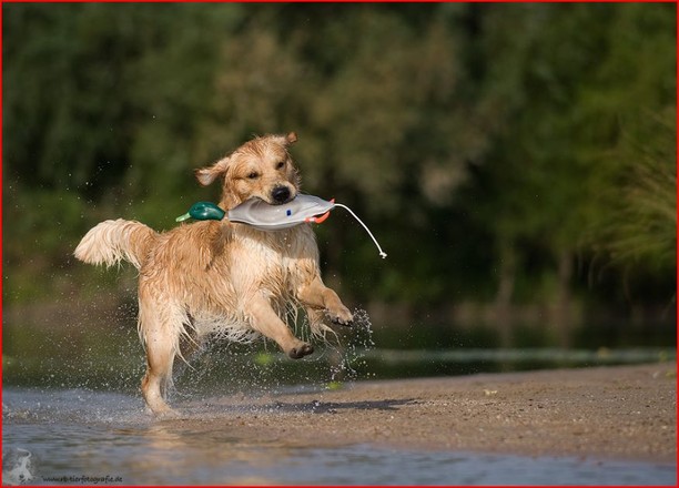 Arko mit Ente aus dem Wasser kommend